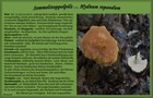 209_p22_ss5-5.jpg