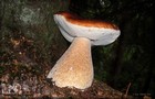 216_p24_stp2-17.jpg
