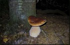 218_p24_stp4-17.jpg
