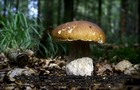 221_p24_stp7-17.jpg