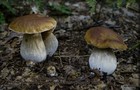 222_p24_stp8-17.jpg