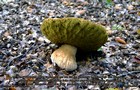 224_p24_stp10-17.jpg