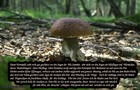 226_p24_stp12-17.jpg