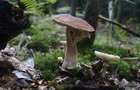 228_p24_stp14-17.jpg