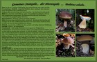 231_p24_stp17-17.jpg