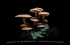 238_p26_sto1-8.jpg