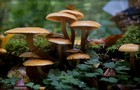 239_p26_sto2-8.jpg