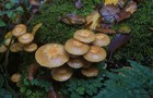 241_p26_sto4-8.jpg