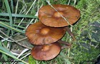 242_p26_sto5-8.jpg