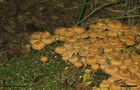 243_p26_sto6-8.jpg