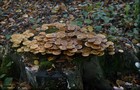 244_p26_sto7-8.jpg