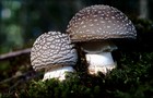 263_p29_wu2-6.jpg