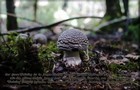 264_p29_wu3-6.jpg