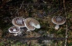 265_p29_wu4-6.jpg