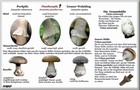 267_p29_wu6-6.jpg