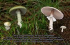 269_p30_vrg2-4.jpg