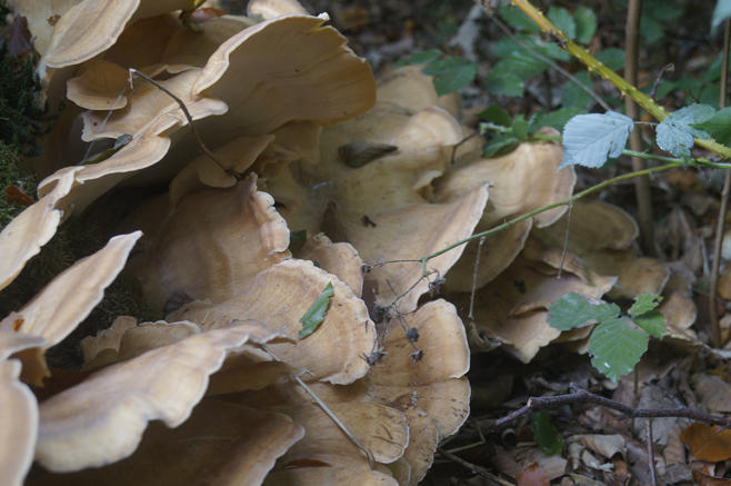 n_017_cb_rieporli_12-10-2022.jpg