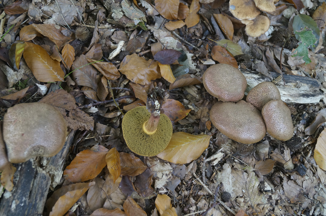 n_022_cb_rotfuß_10-2019.jpg