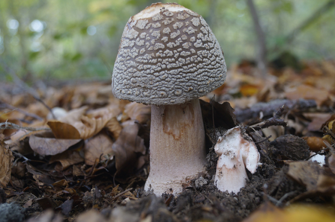 n_024_cb_perl_10-2019.jpg
