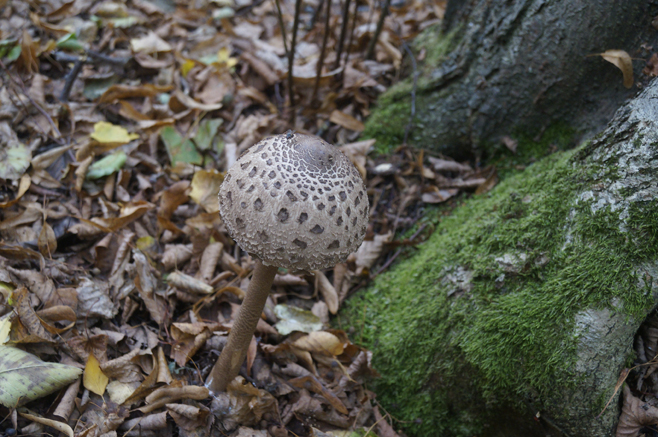 n_024_cb_perl_10-2019.jpg