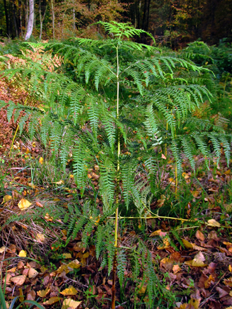 n_031_cb_adlerfarn--1.jpg