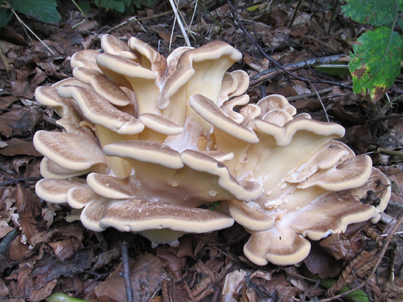 n_018_cb_pilze_ 2013 .jpg
