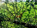 004_cb-quittenfru.JPG