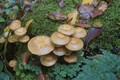 019_cb_stock_10-2017.JPG