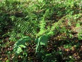 029_cb_wurmfarn-7.JPG
