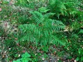 031_cb_adlerfarn--1.JPG