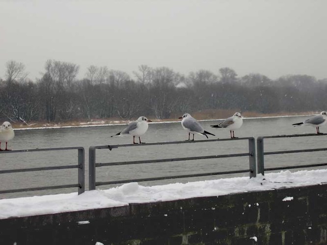 n_w13_n_dam_02-2010.jpg