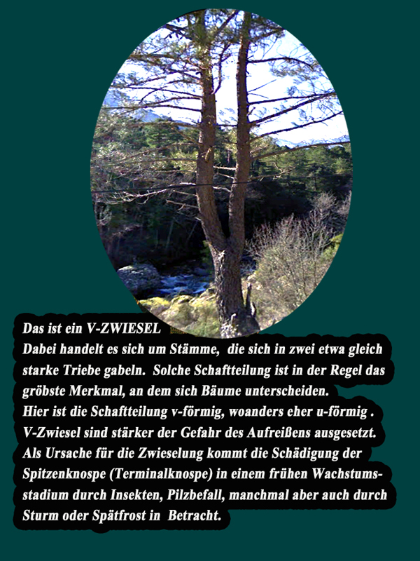 n_21_der u-baum-d344.jpg