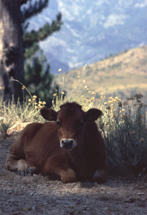 n_50_d69-kalb-im-foret_1986.jpg